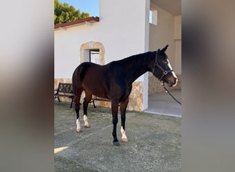 American Quarter Horse, Mare, 4 years, 15,2 hh, Bay-Dark