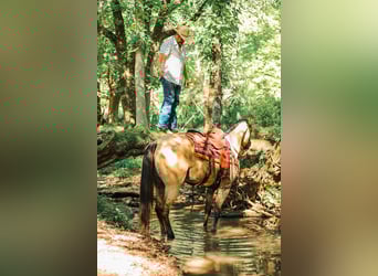 American Quarter Horse, Mare, 4 years, 15,2 hh, Buckskin