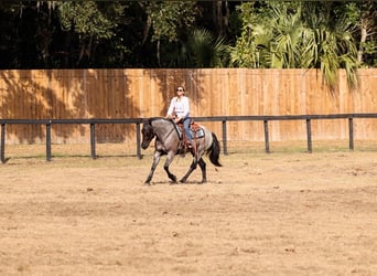 American Quarter Horse Mix, Mare, 4 years, 15,2 hh, Roan-Blue