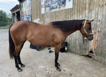American Quarter Horse, Mare, 4 years, 15,3 hh, Brown