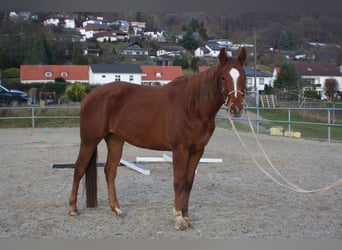 American Quarter Horse, Mare, 4 years, 15,3 hh, Chestnut-Red