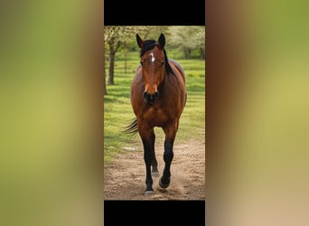 American Quarter Horse, Mare, 4 years, 16.1 hh, Bay