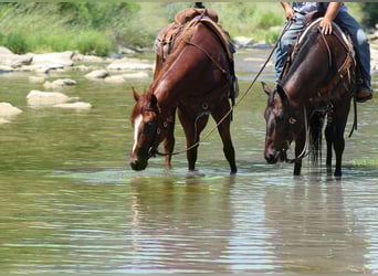 American Quarter Horse, Mare, 4 years, 16 hh, Chestnut