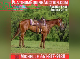 American Quarter Horse, Mare, 4 years, 16 hh, Chestnut