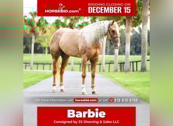 American Quarter Horse, Mare, 4 years, 16 hh, Palomino