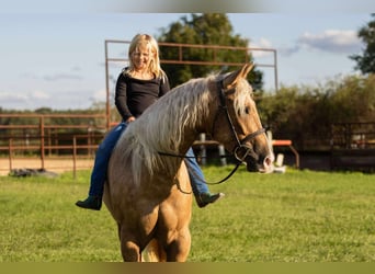 American Quarter Horse, Mare, 4 years, 16 hh, Palomino