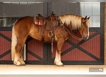 American Quarter Horse Mix, Mare, 4 years, 16,1 hh, Sorrel