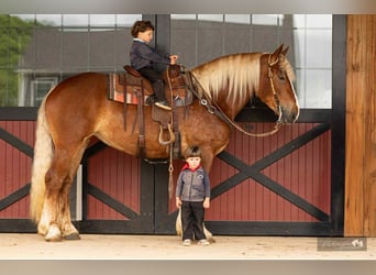 American Quarter Horse Mix, Mare, 4 years, 16,1 hh, Sorrel