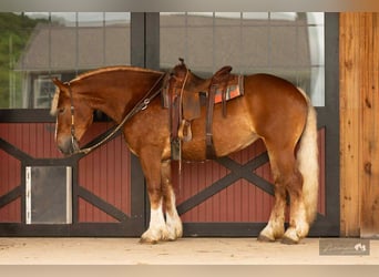 American Quarter Horse Mix, Mare, 4 years, 16,1 hh, Sorrel