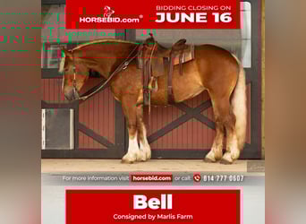 American Quarter Horse Mix, Mare, 4 years, 16,1 hh, Sorrel