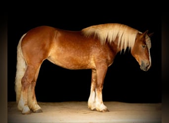 American Quarter Horse Mix, Mare, 4 years, 16,1 hh, Sorrel