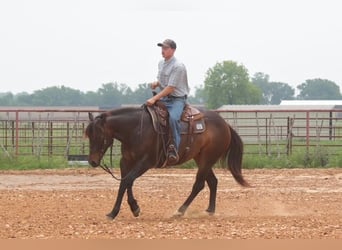 American Quarter Horse, Mare, 4 years, Bay
