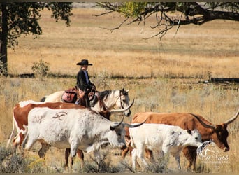 American Quarter Horse, Mare, 4 years, Buckskin