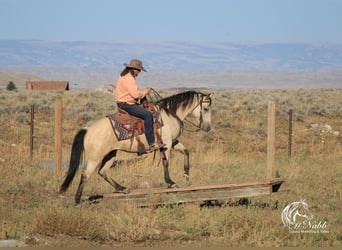 American Quarter Horse, Mare, 4 years, Buckskin