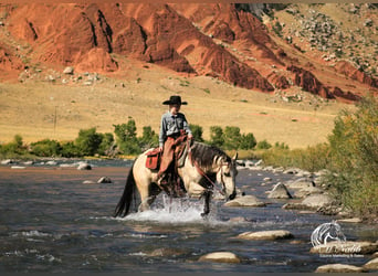 American Quarter Horse, Mare, 4 years, Buckskin