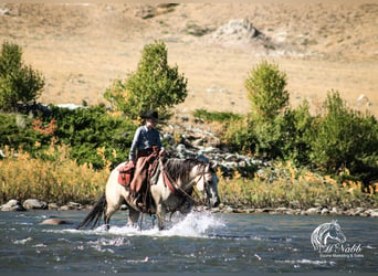 American Quarter Horse, Mare, 4 years, Buckskin