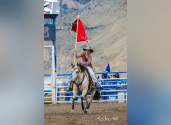 American Quarter Horse, Mare, 4 years, Buckskin