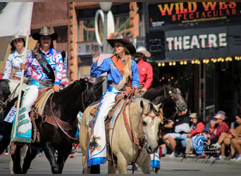 American Quarter Horse, Mare, 4 years, Buckskin