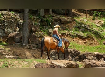 American Quarter Horse, Mare, 4 years, Buckskin