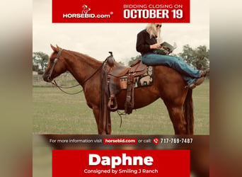 American Quarter Horse, Mare, 4 years, Chestnut
