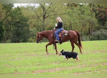 American Quarter Horse, Mare, 4 years, Chestnut