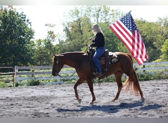 American Quarter Horse, Mare, 4 years, Chestnut