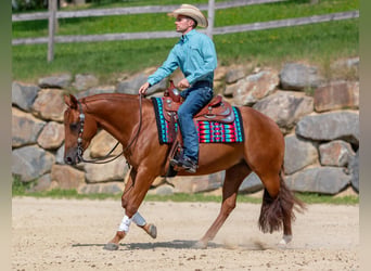 American Quarter Horse, Mare, 4 years, Chestnut-Red