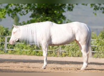 American Quarter Horse, Mare, 4 years, Cremello