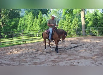 American Quarter Horse, Mare, 4 years, Dun