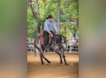 American Quarter Horse, Mare, 4 years, Grey-Blue-Tan