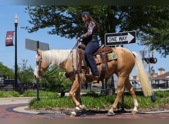 American Quarter Horse, Mare, 4 years, Palomino