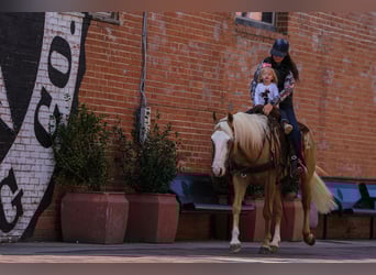 American Quarter Horse, Mare, 4 years, Palomino