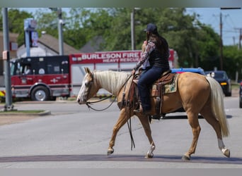 American Quarter Horse, Mare, 4 years, Palomino