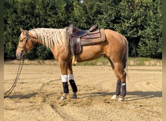 American Quarter Horse, Mare, 4 years, Palomino