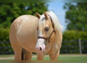 American Quarter Horse, Mare, 4 years, Palomino