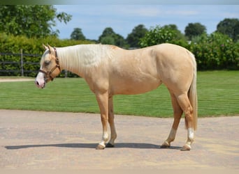 American Quarter Horse, Mare, 4 years, Palomino