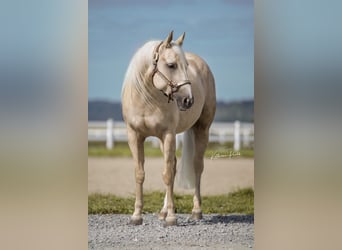 American Quarter Horse, Mare, 4 years, Palomino