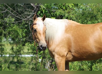 American Quarter Horse, Mare, 4 years, Palomino