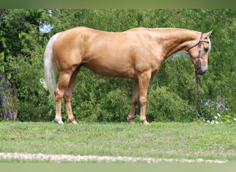 American Quarter Horse, Mare, 4 years, Palomino