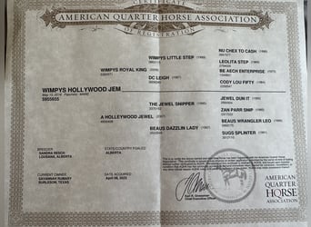 American Quarter Horse, Mare, 4 years, Palomino
