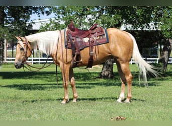 American Quarter Horse, Mare, 4 years, Palomino
