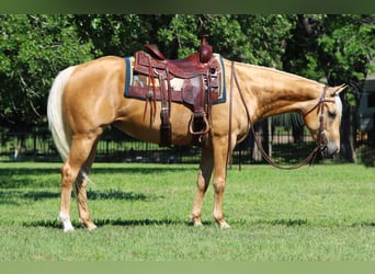 American Quarter Horse, Mare, 4 years, Palomino
