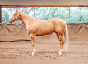 American Quarter Horse, Mare, 4 years, Palomino