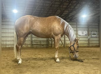 American Quarter Horse, Mare, 4 years, Palomino