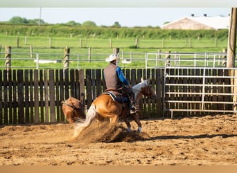 American Quarter Horse, Mare, 4 years, Palomino