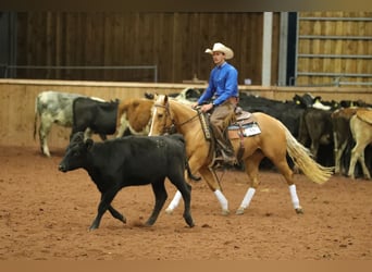 American Quarter Horse, Mare, 4 years, Palomino