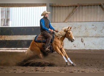 American Quarter Horse, Mare, 4 years, Palomino