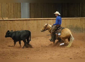 American Quarter Horse, Mare, 4 years, Palomino