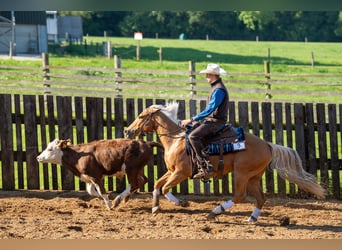 American Quarter Horse, Mare, 4 years, Palomino