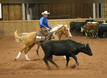 American Quarter Horse, Mare, 4 years, Palomino